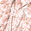 枝垂桜