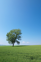 初夏の風