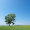 初夏の風