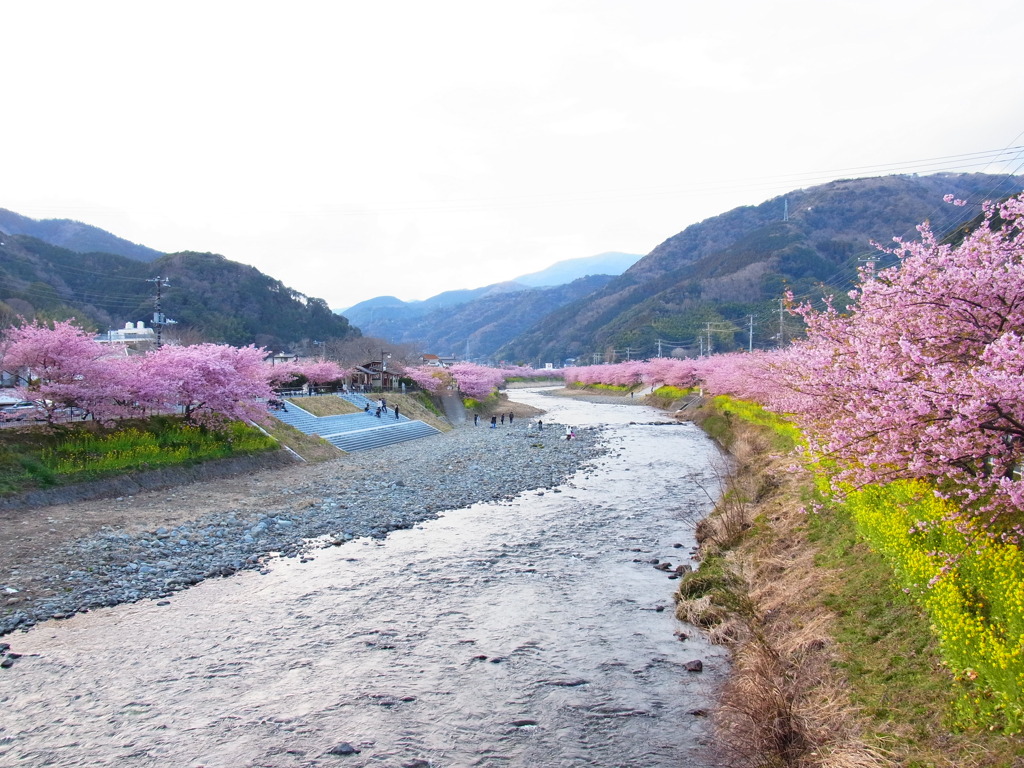 河津桜
