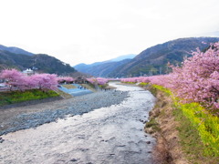 河津桜