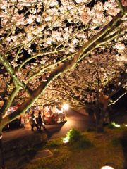 河津桜