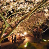 河津桜