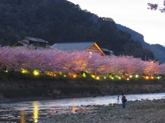河津桜