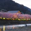 河津桜