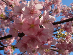 河津桜