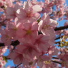 河津桜