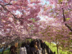 河津桜