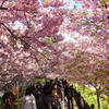 河津桜