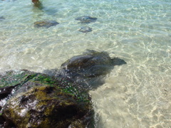 2009_hawaii