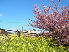 河津桜