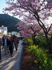 河津桜