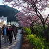 河津桜