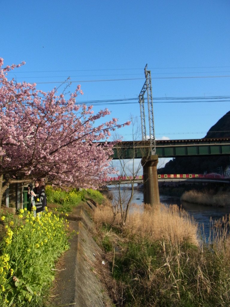 河津桜