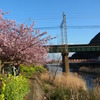 河津桜