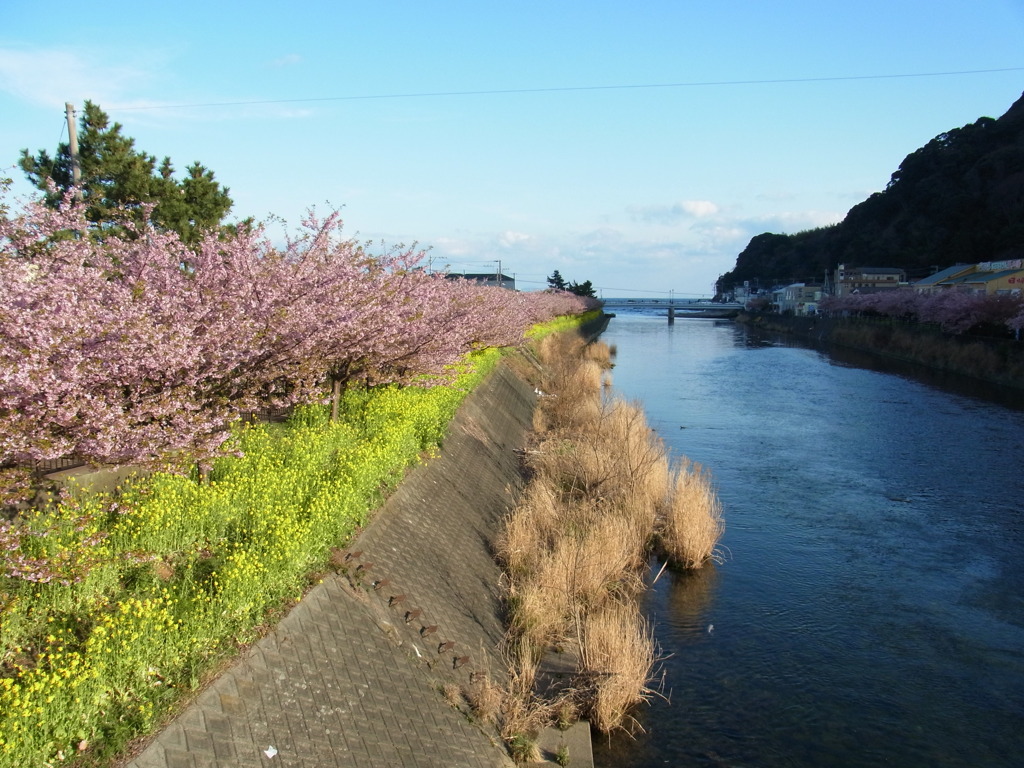 河津桜