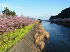 河津桜