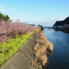 河津桜