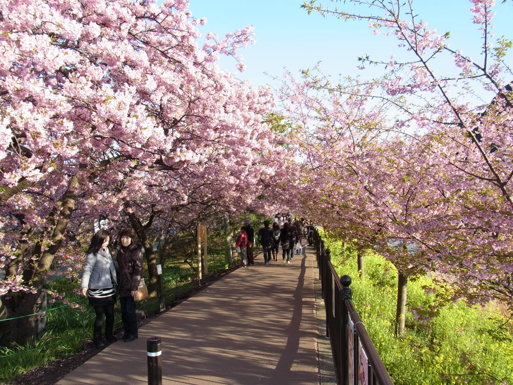 河津桜
