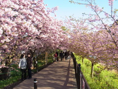 河津桜