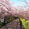 河津桜