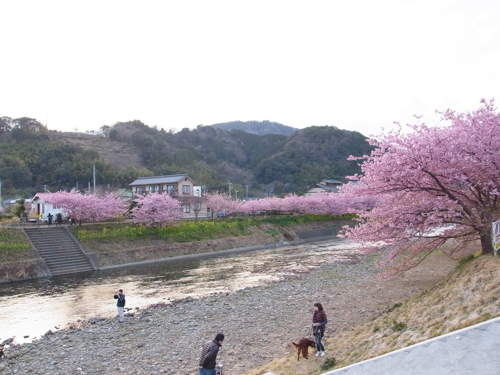 河津桜
