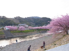 河津桜