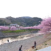 河津桜