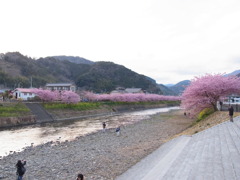  河津桜