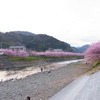  河津桜