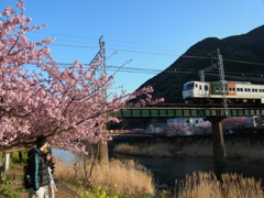 河津桜