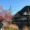 河津桜