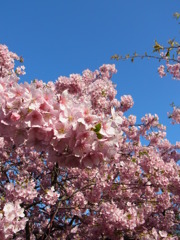 河津桜