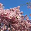 河津桜
