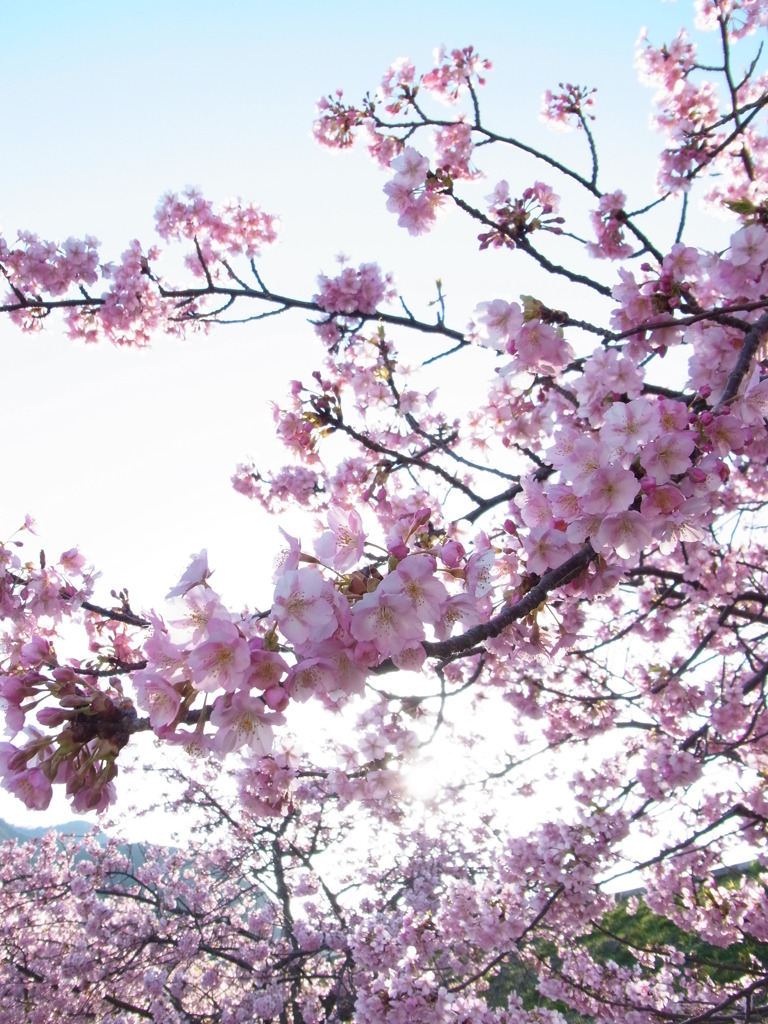 河津桜