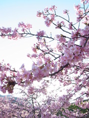 河津桜
