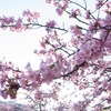 河津桜
