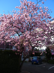 河津桜