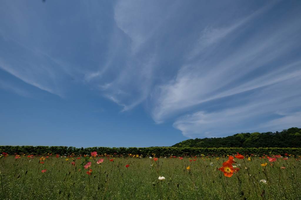 ポピーと青空