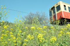 菜の花と小湊鉄道