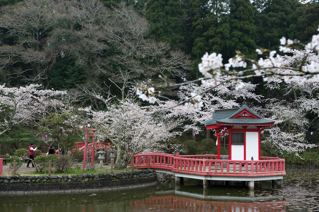 弁天湖の桜３