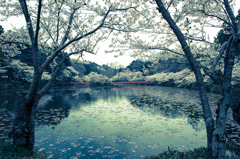 弁天湖の桜１