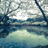 弁天湖の桜１