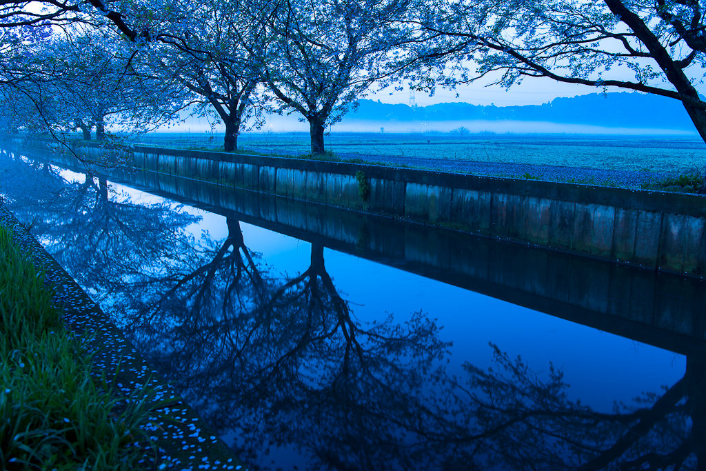 今井の桜
