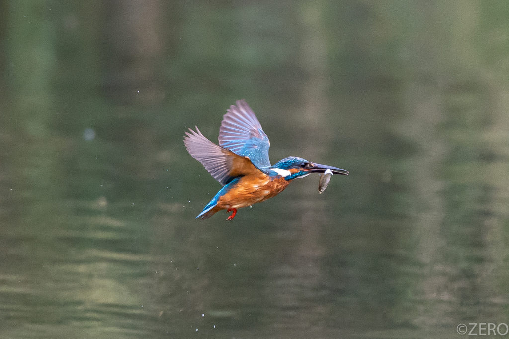 鮮魚空輸中1