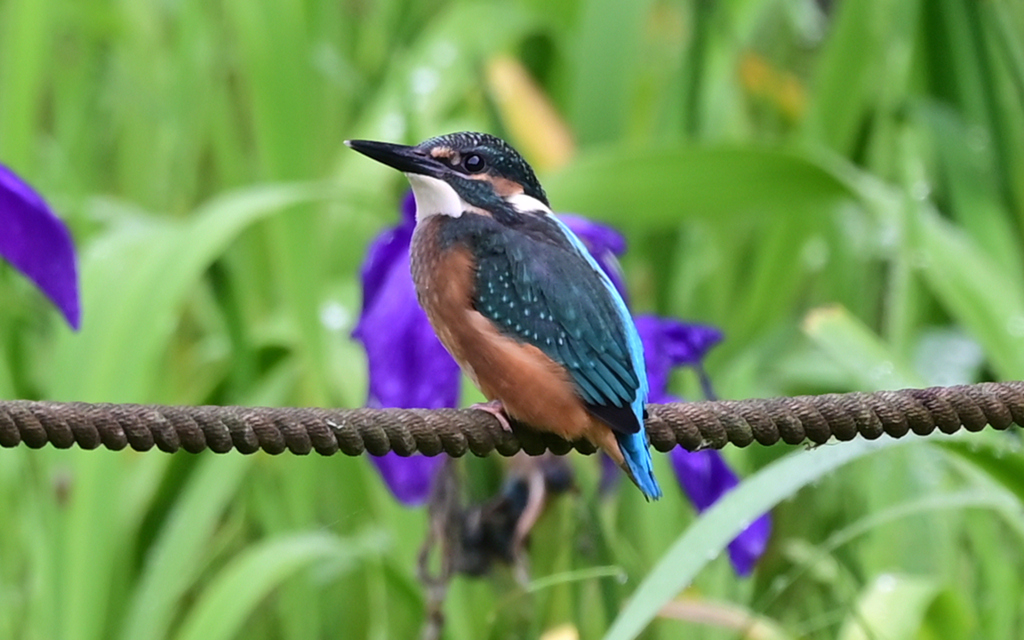 カワセミの幼鳥