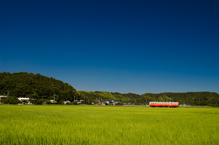 稲穂と小湊鉄道
