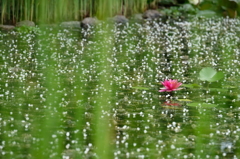 ローズガーデンの池