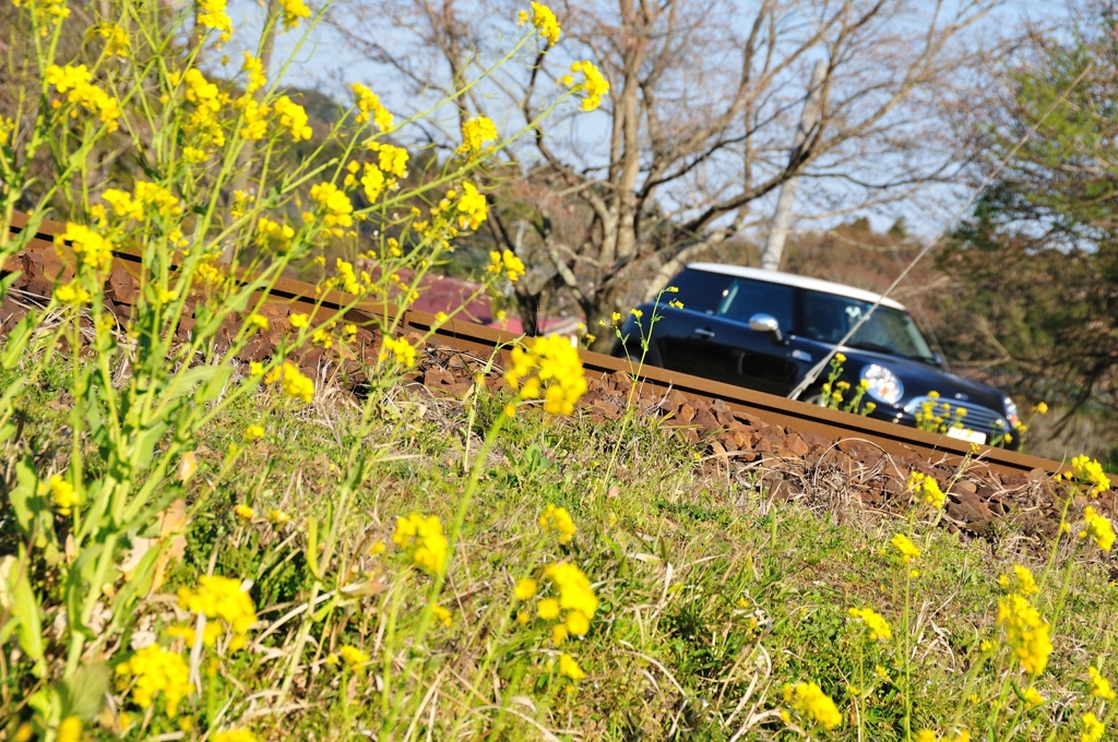 小湊鉄道の線路と菜の花とミニ