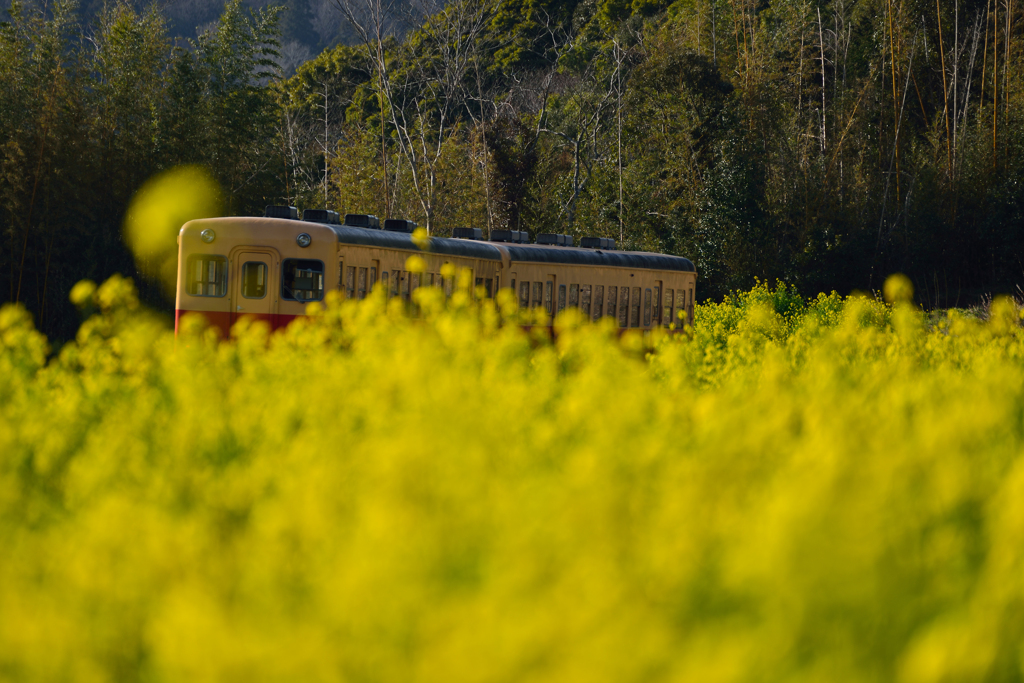 菜の花の中を走る小湊鉄道２